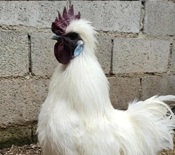 Galinha Sedosa