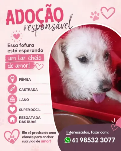 Adoção responsável 