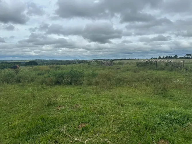 Fazenda dupla aptidão em frutal Minas Gerais