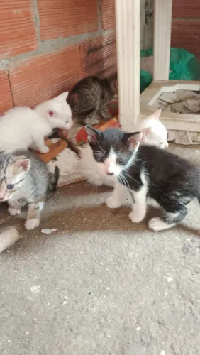 DOA-SE GATINHOS BR/MALHADO