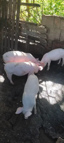 Bacurinhos