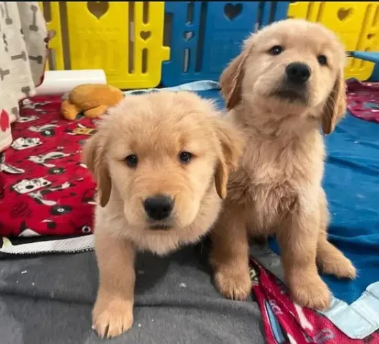Filhote Golden Retriever, A felicidade chegou de rabinho abanando!