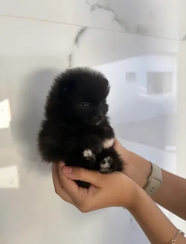 Filhotes de Lulu da Pomerânia - Ursinhos de Pelúcia 
