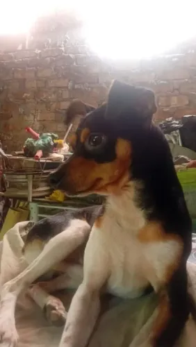 fox paulistinha macho doação 