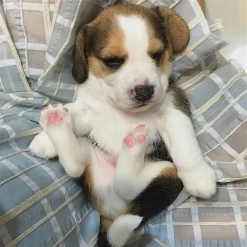 Beagle Cãozinho ideal para quem busca variedade