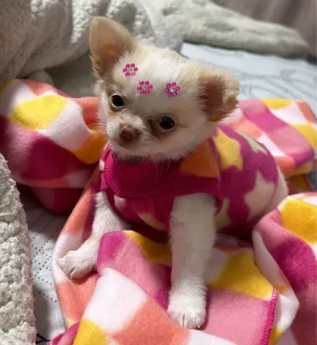 Chihuahua Fêmea Branca e Bege Beleza Única !