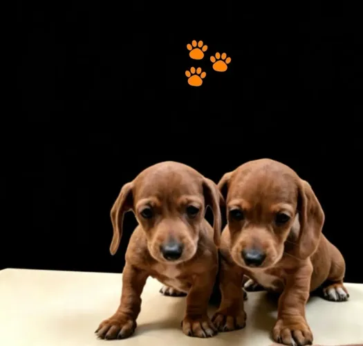 Basset