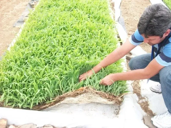 Milho hidropônico 2kg