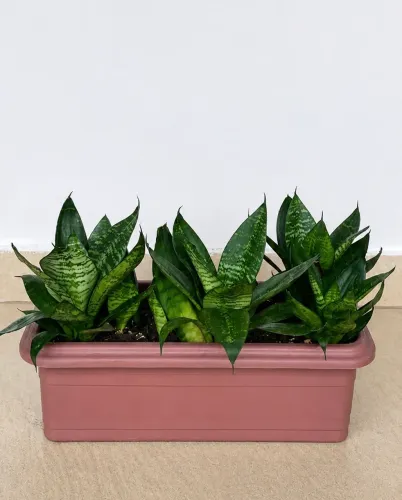 Vendo Plantas 06