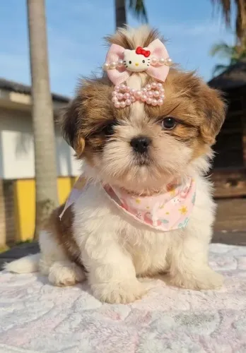 Shitzu micro fêmea 