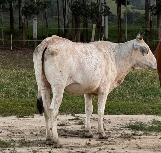 Vacas gado bois