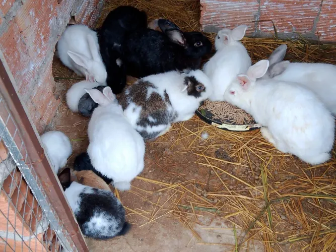 COELHOS
