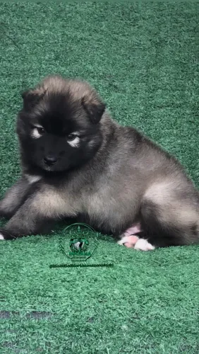 Filhote husky siberiano pelagem Wolly