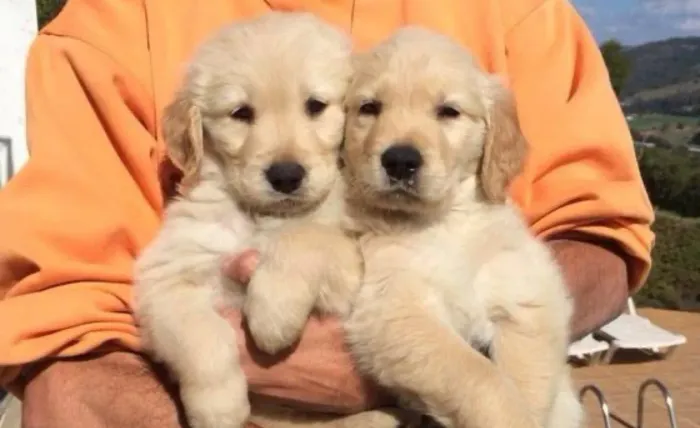 Doação goldens