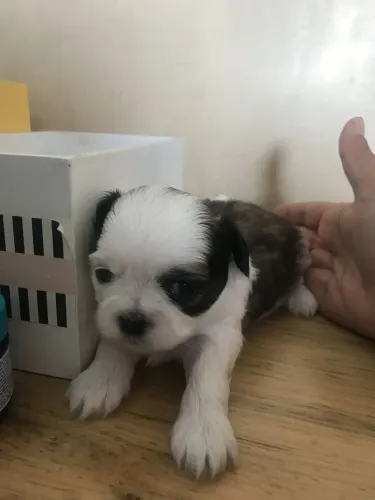 Lhasa Apso maravilhosa