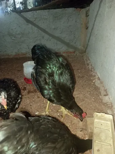 Franga GSB FULL Black (Green) ainda não iniciou postura