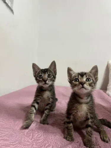 Doação de gatinhos