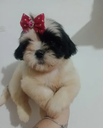 Shih Tzu Fêmea Micro