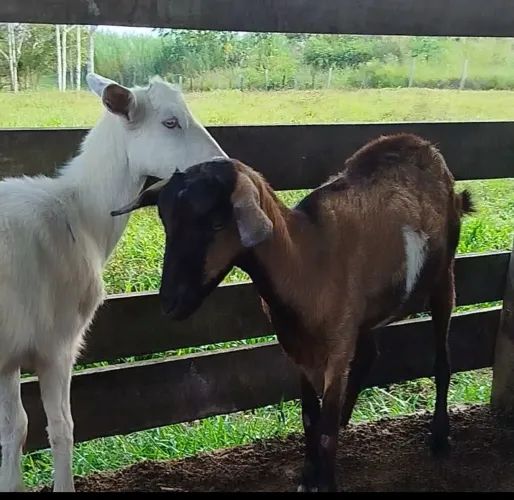 Cabras 