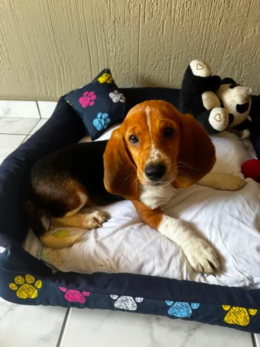 Fêmea Basset Hound