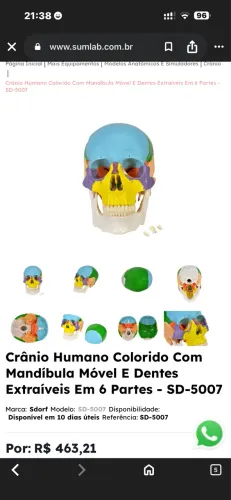 Crânio Didático Colorido em 05 Partes ANATOMIC