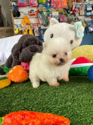 Spitz alemão machinho mini