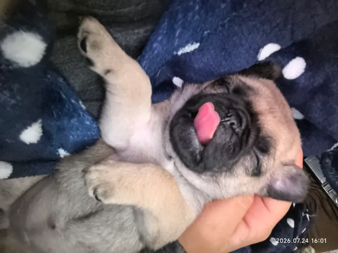 Vendo pug abricot macho