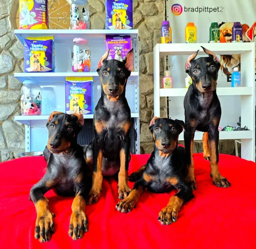 Filhotes FÊMEAS de Doberman ALTA GENÉTICA