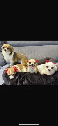 Chihuahua Macho