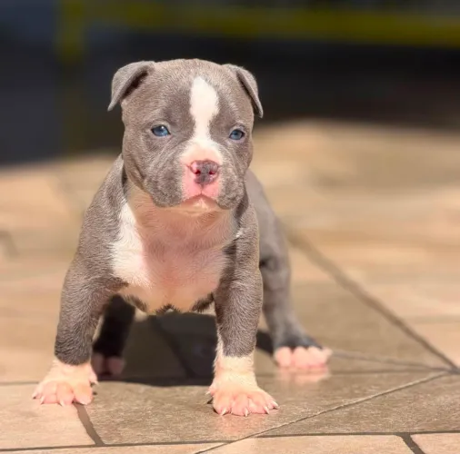 Filhotes de American bully 50 dias