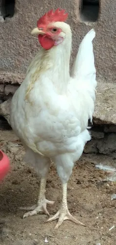 Frango