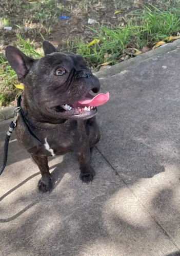 Bulldog Francês macho