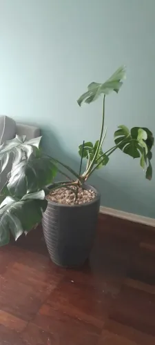 Costela de Adão Monstera grande com vaso