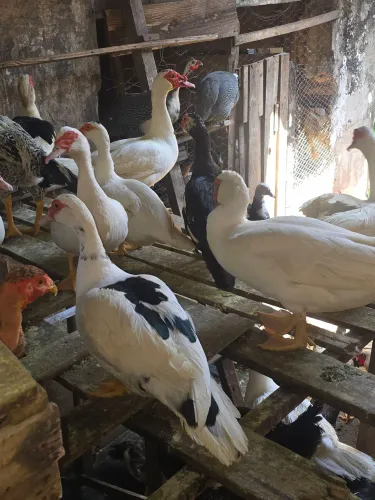 Vendo patos e patas