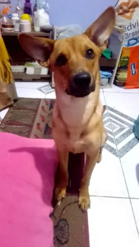 Cachorro macho 1 ano