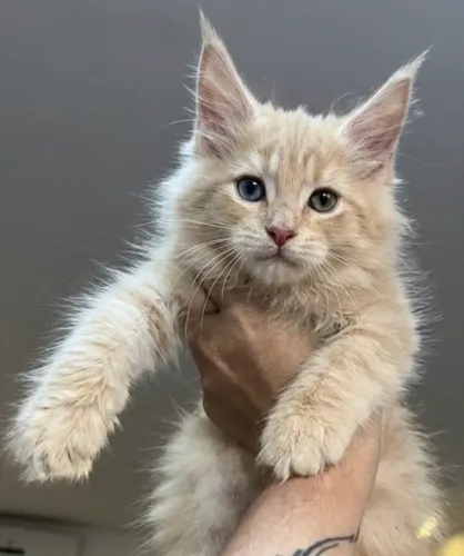 Filhotes de Maine coon