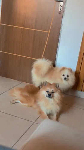 2 machos para cruzar