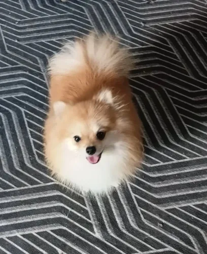 Spitz alemão macho adulto