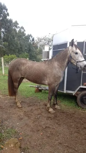 Cavalo tordilho