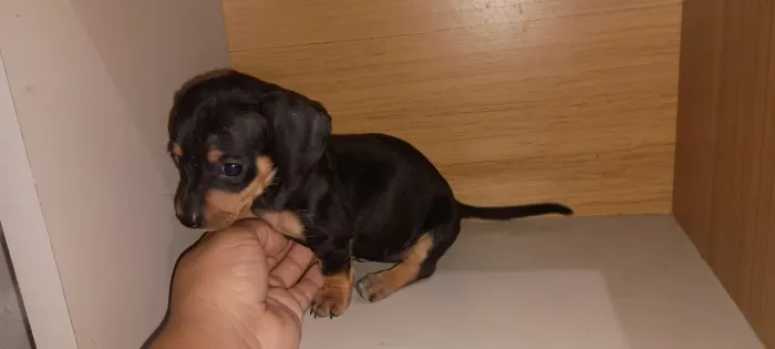 Filhotes de Dachshund pra vender