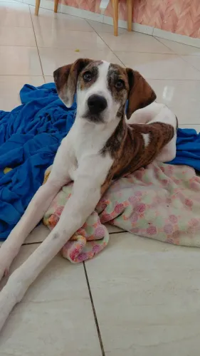 Doação de cachorro