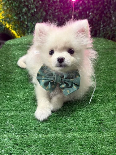 Lulu da pomerania