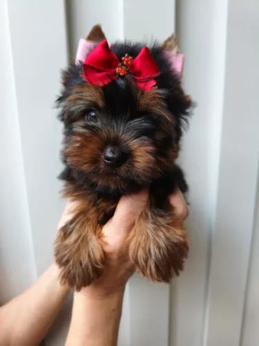Yorkies disponíveis para novo lar