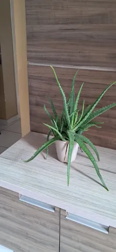 Planta babosa, harmonização e decorativa. 