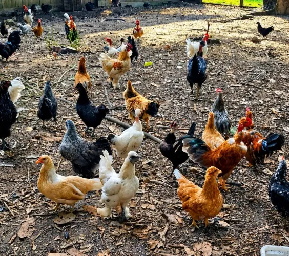 Ovos férteis de garnizes modelados
