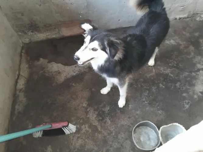 Vendo uma fêmea de husky siberiano
