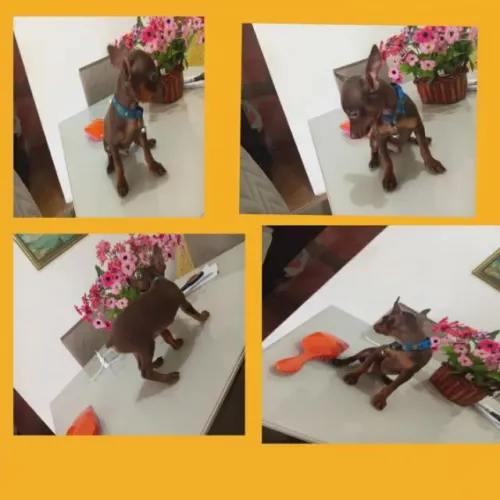 vendo filhote de pinscher 0 a 1 miniatura