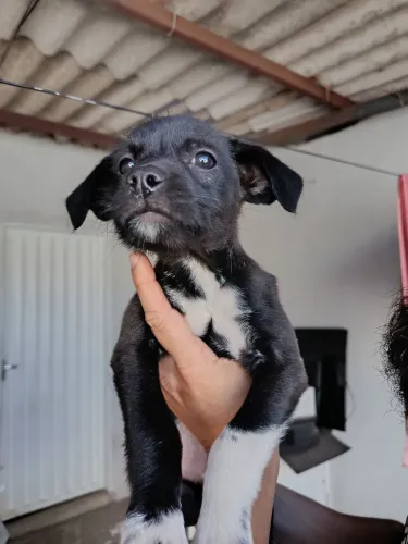 Doação cachorro filhote 