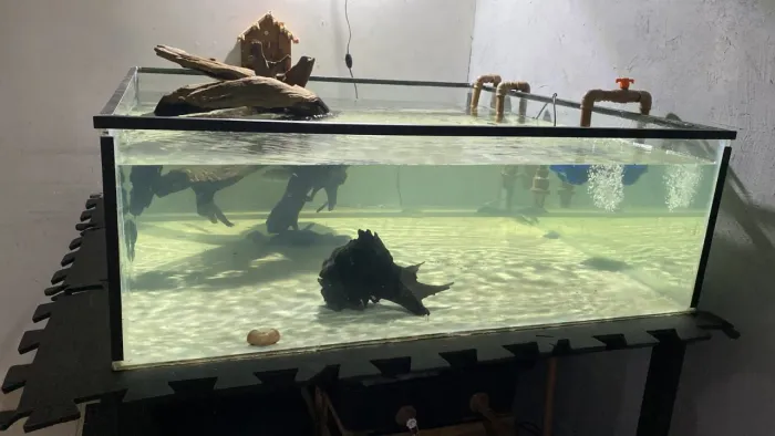Aquario jumbo gigante 580 litros com base