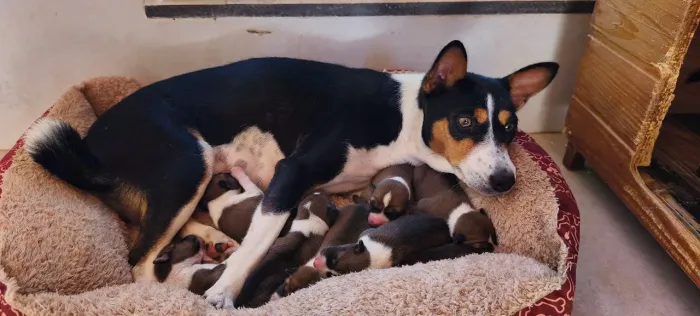 Filhotes de Basenji disponíveis